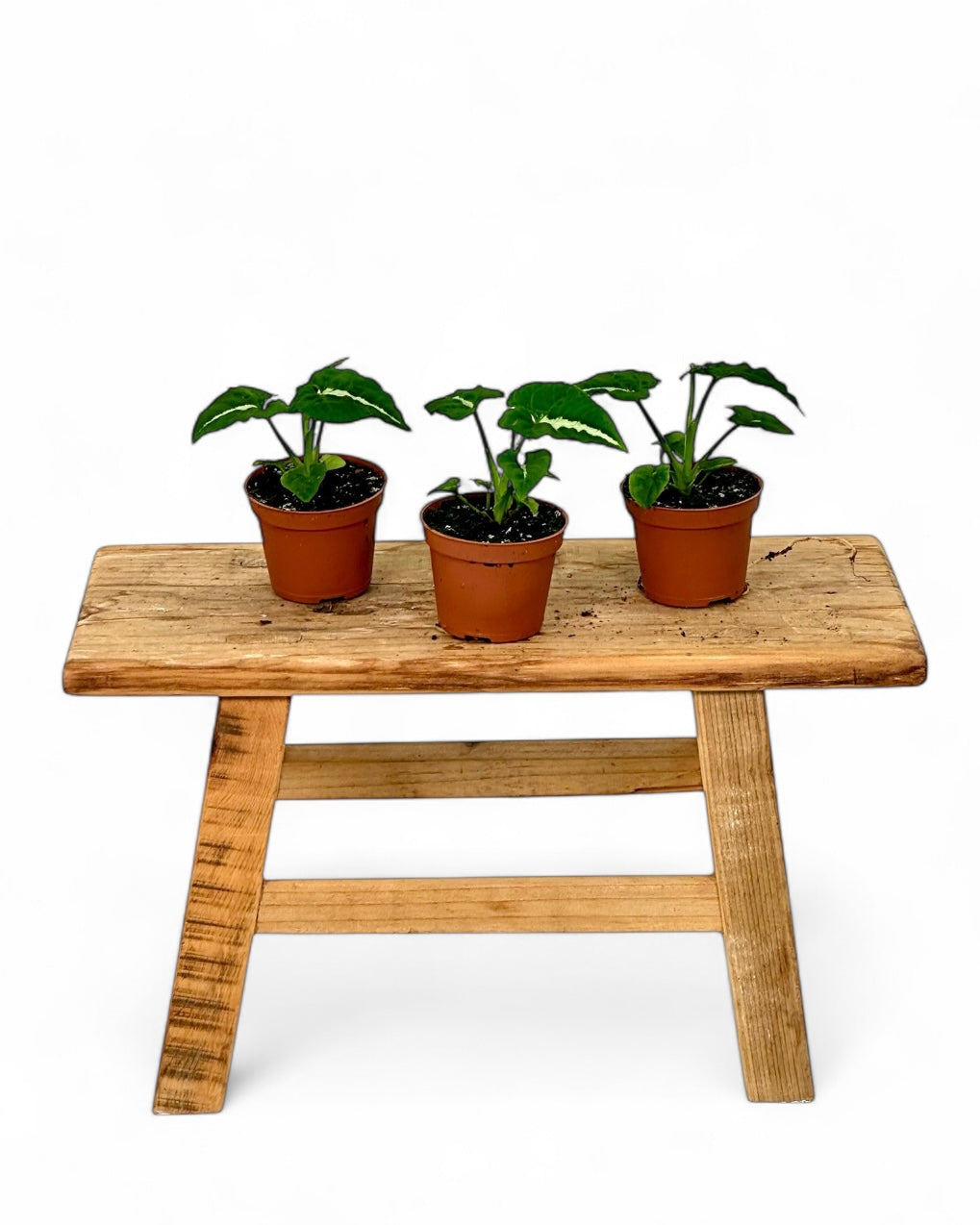 Syngonium Wendlandii - Baby plant