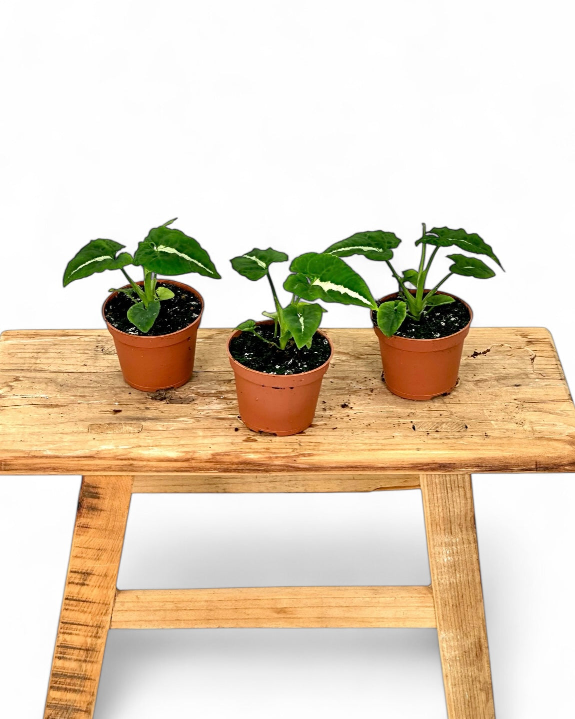 Syngonium Wendlandii - Baby plant