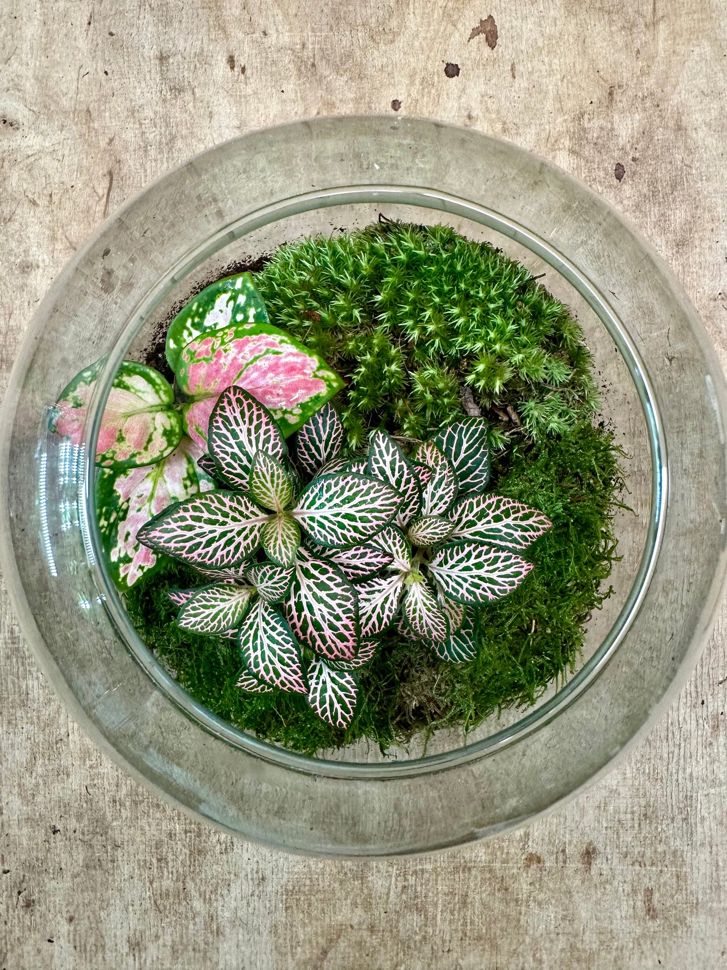 Atelier - Créer son terrarium