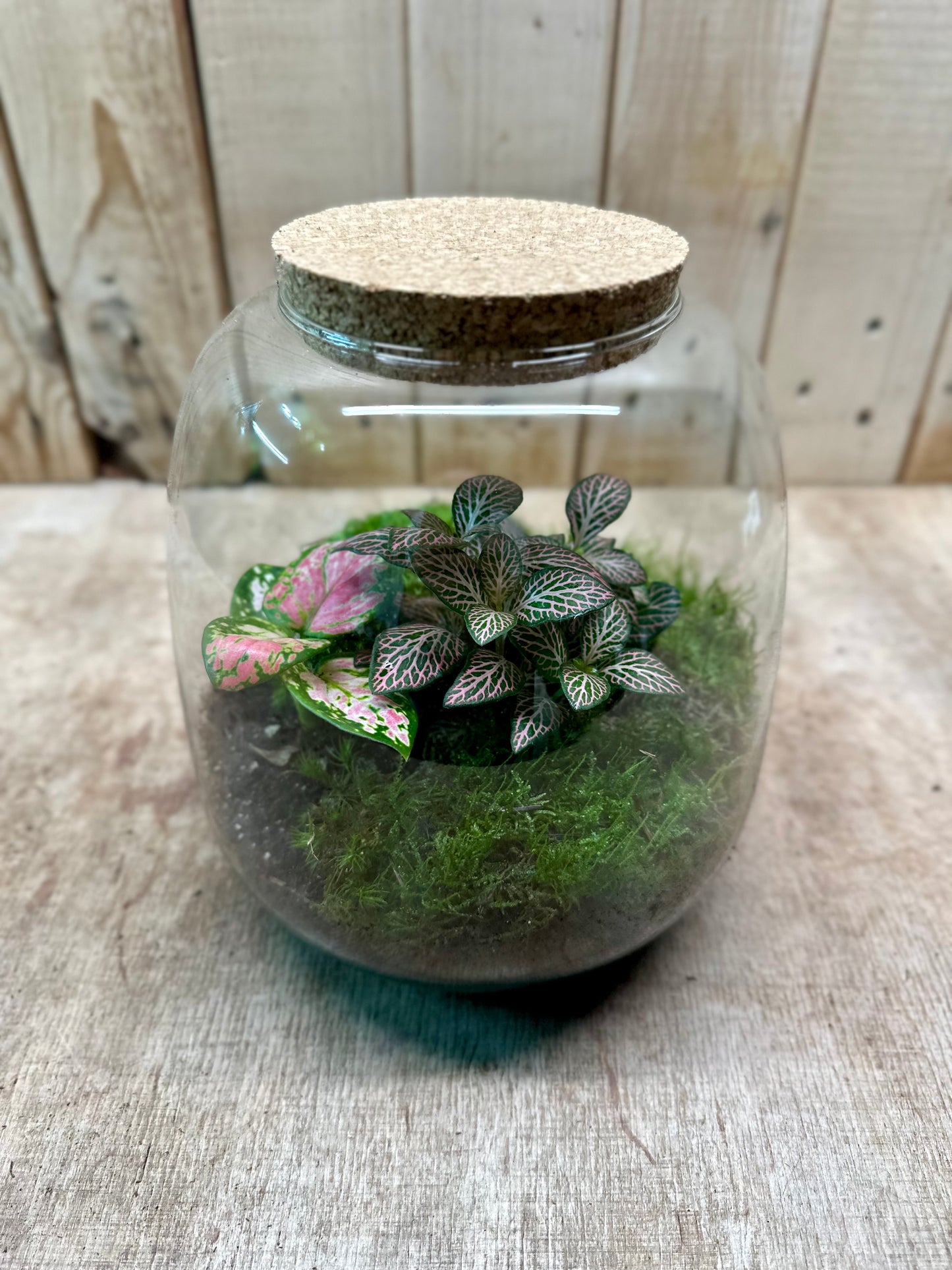 Atelier - Créer son terrarium