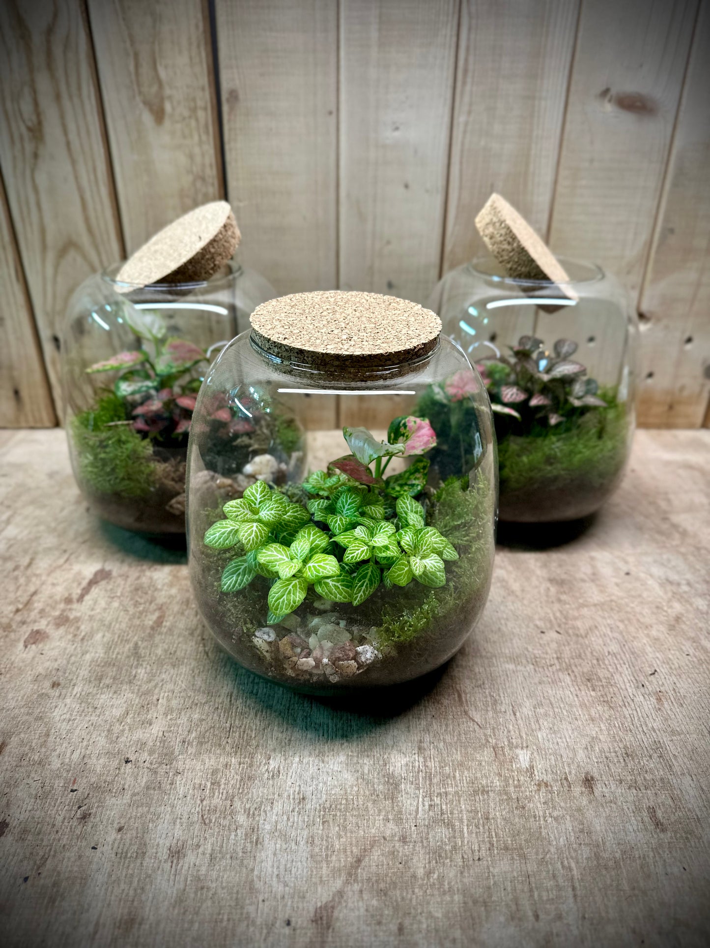 Atelier - Créer son terrarium