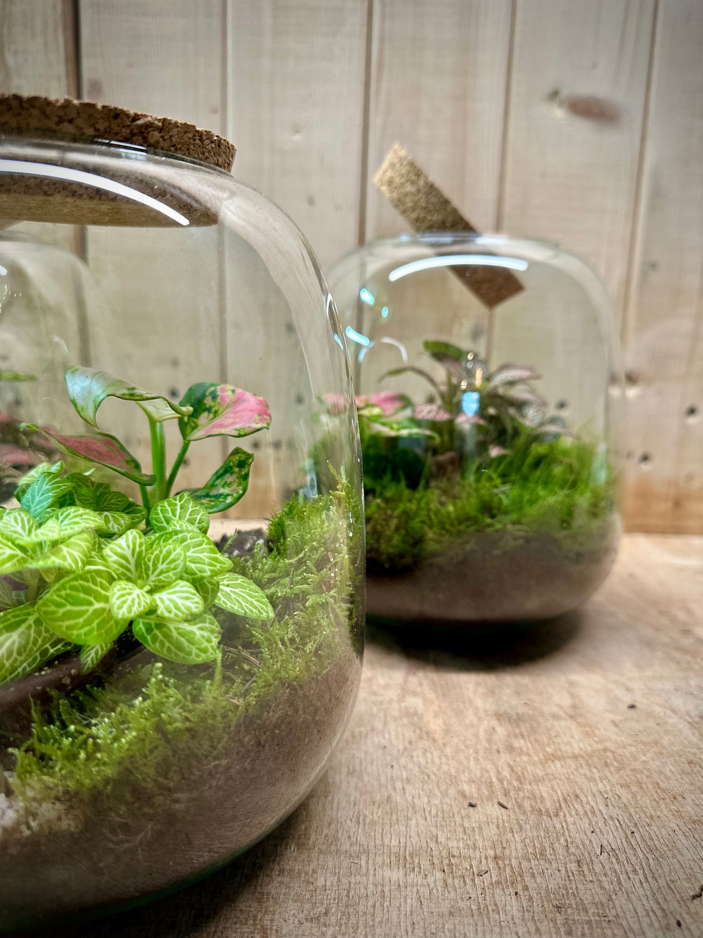 Atelier - Créer son terrarium