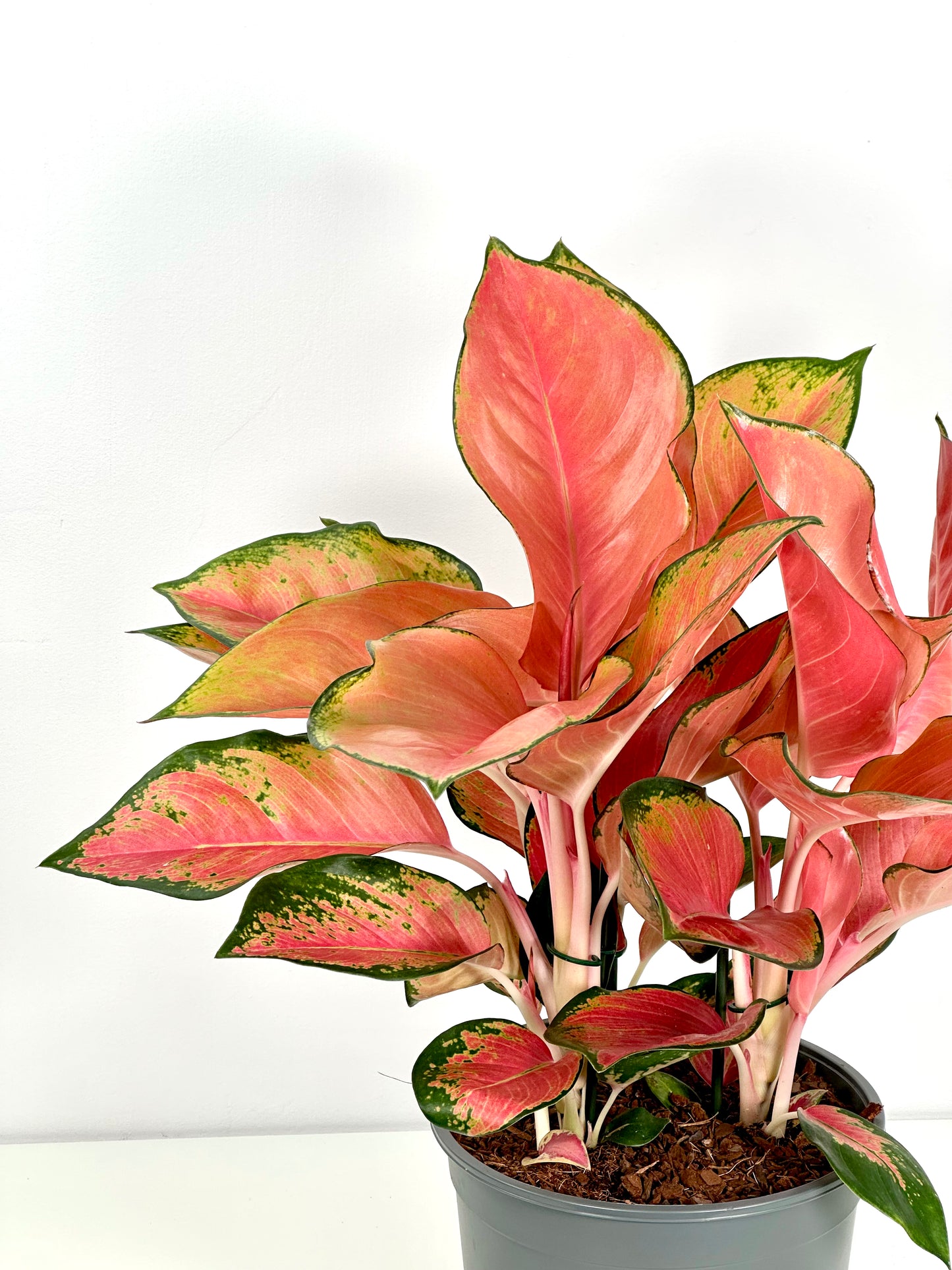 Aglaonema China Red XL
