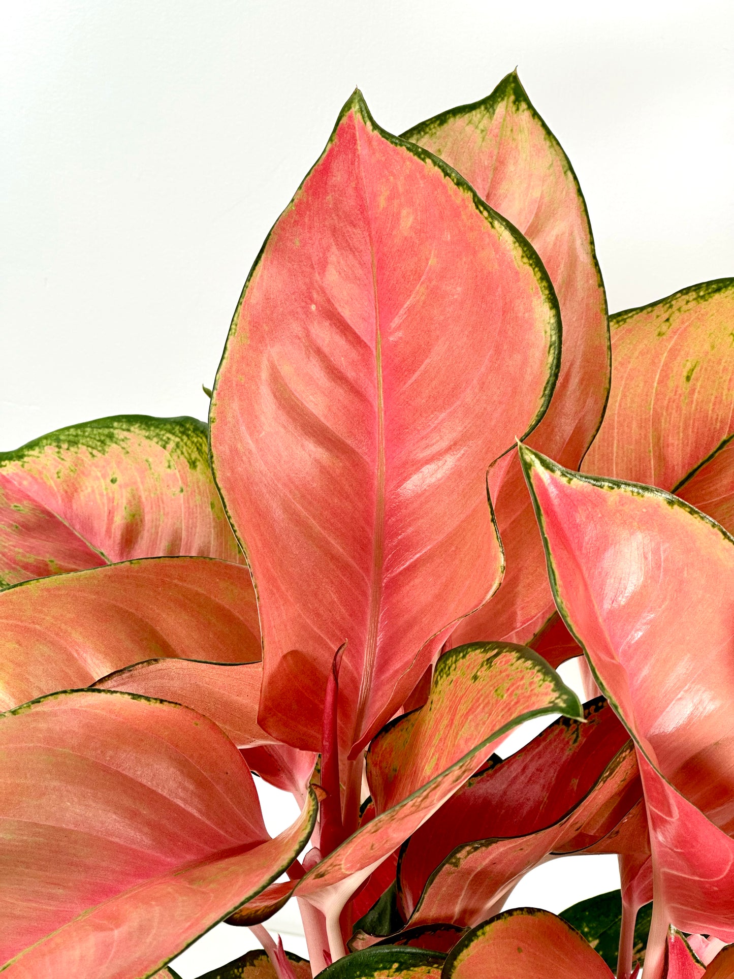 Aglaonema China Red XL