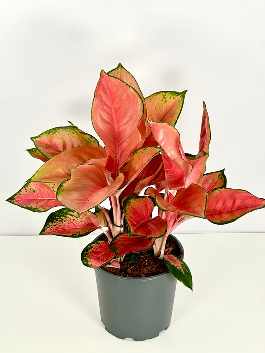 Aglaonema China Red XL