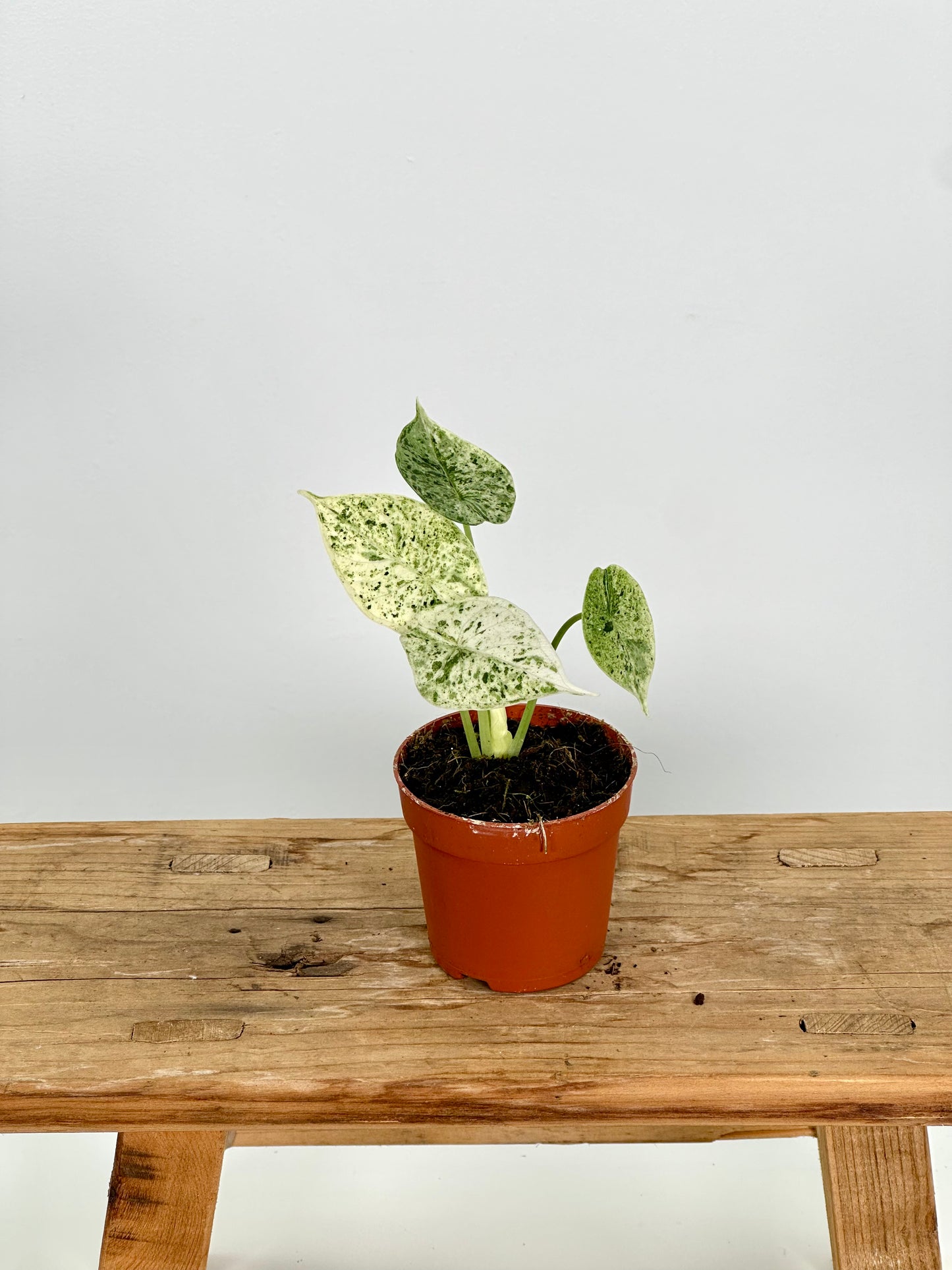 Alocasia Dragon Scale Mint variegata