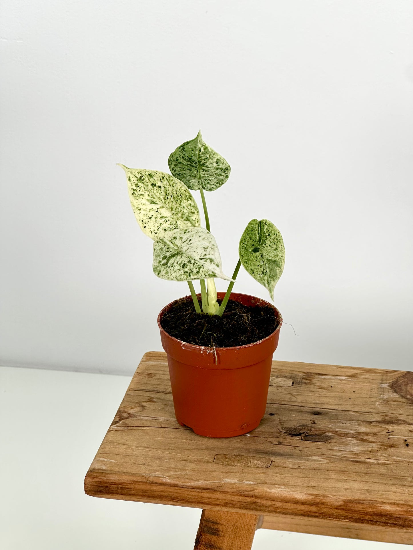 Alocasia Dragon Scale Mint variegata