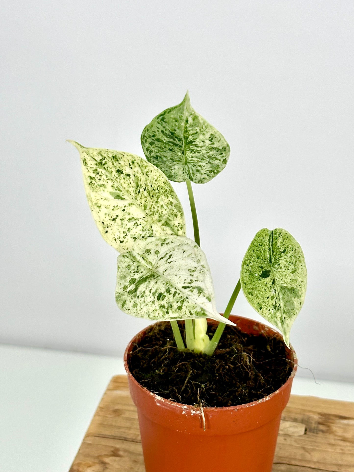 Alocasia Dragon Scale Mint variegata