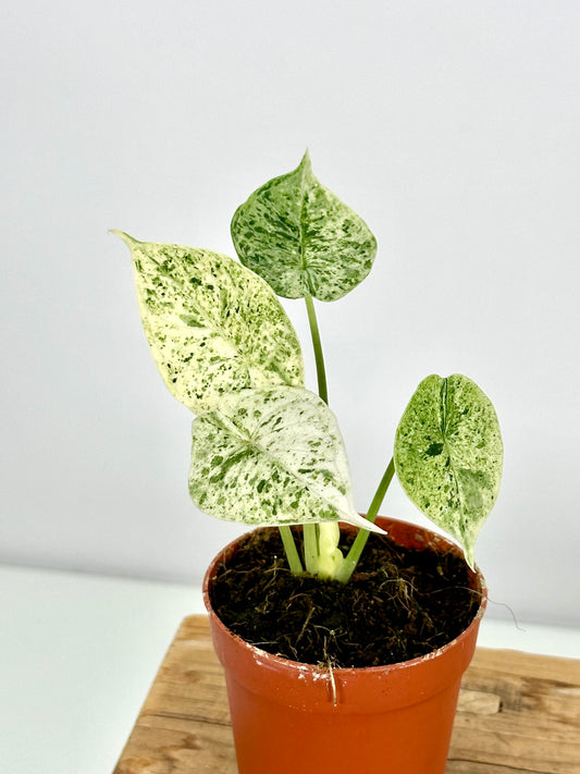 Alocasia Dragon Scale Mint variegata