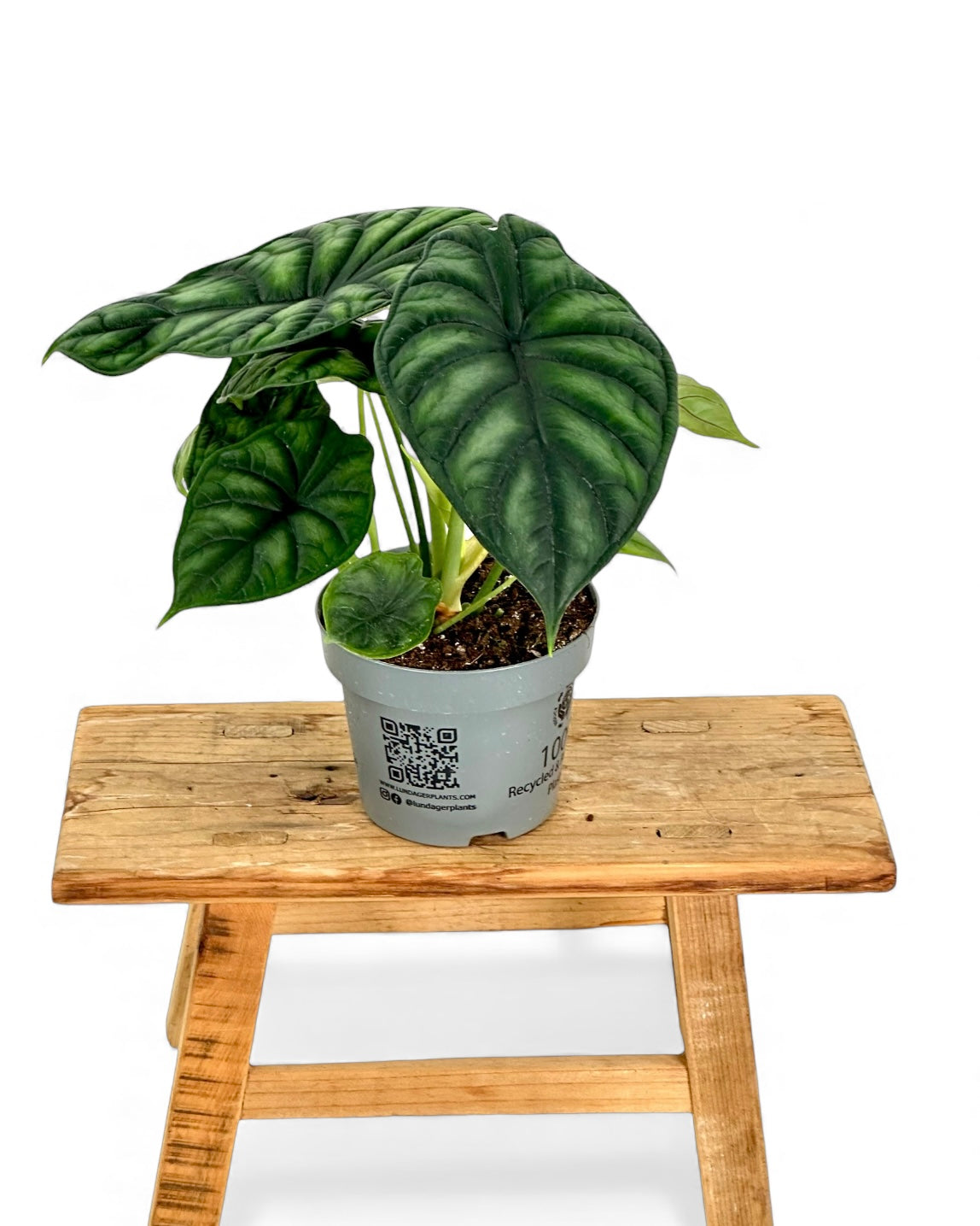 Alocasia Dragon Scale