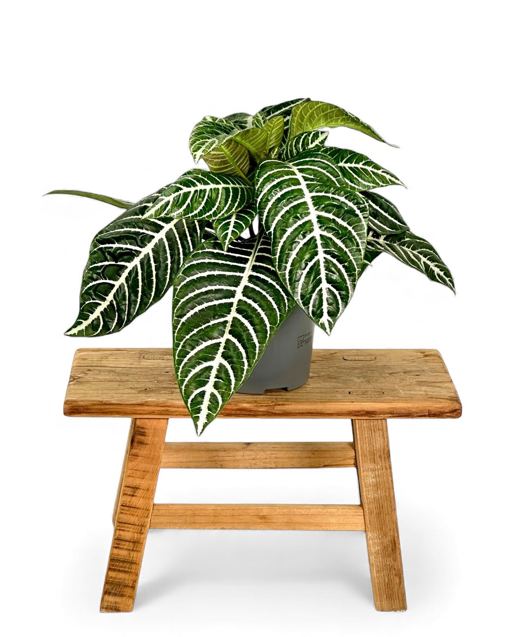 Aphelandra Squarrosa 'Green'