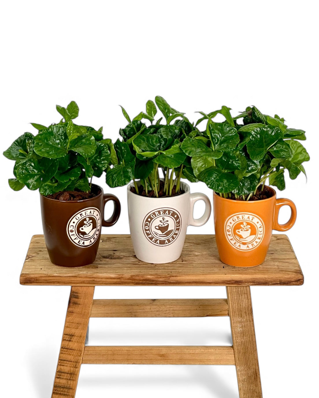 Coffea Arabica - Caféier avec pot tasse à café