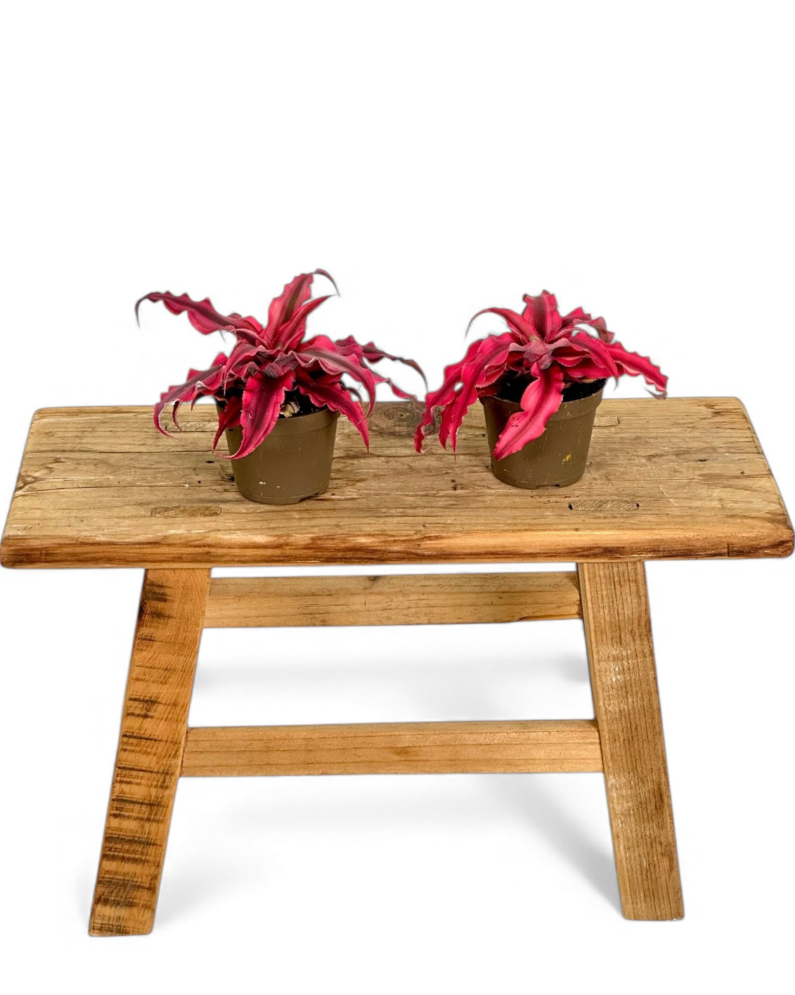 Cryptanthus Pineapple star - Baby plant