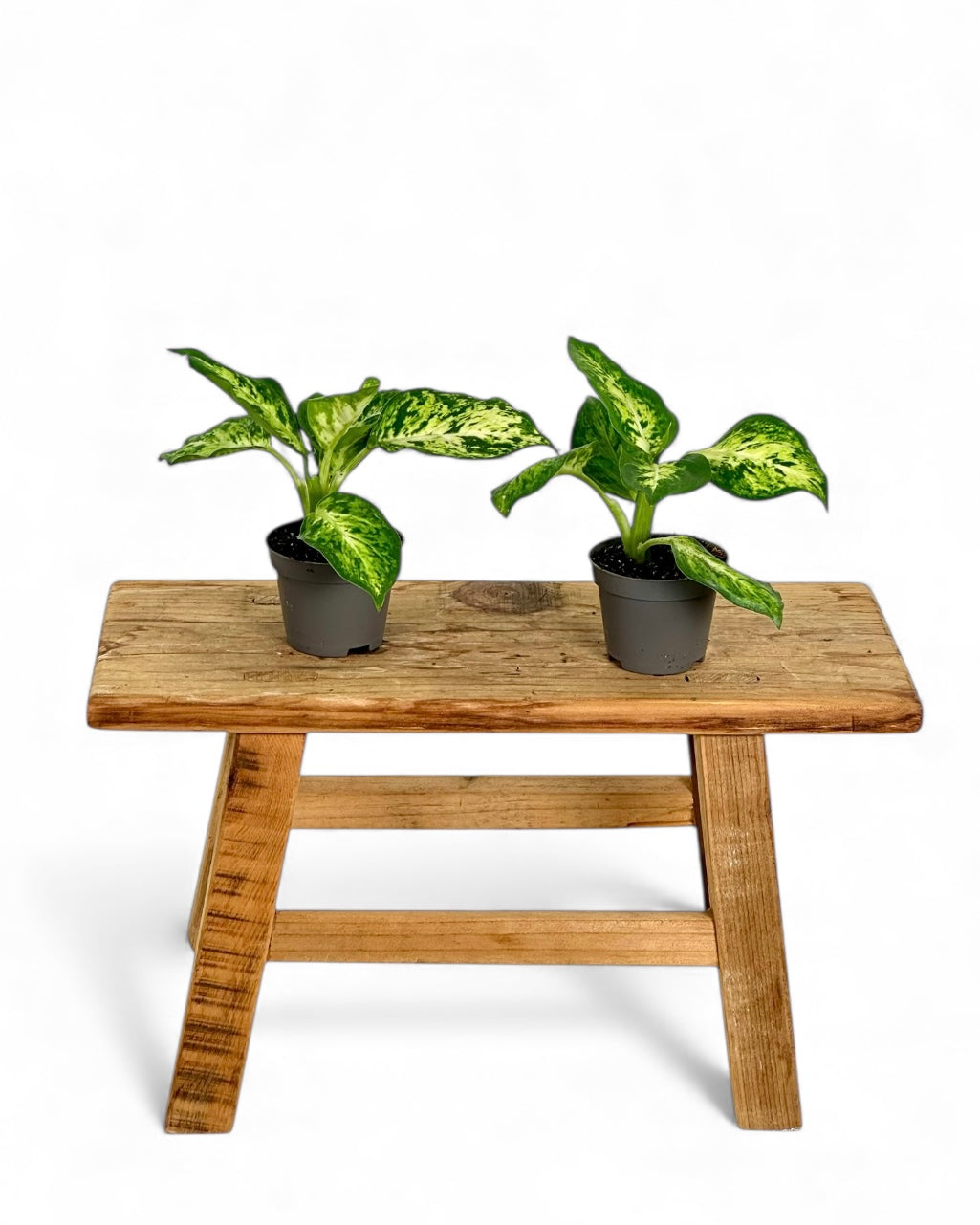 Dieffenbachia Mac Amy - Baby plant