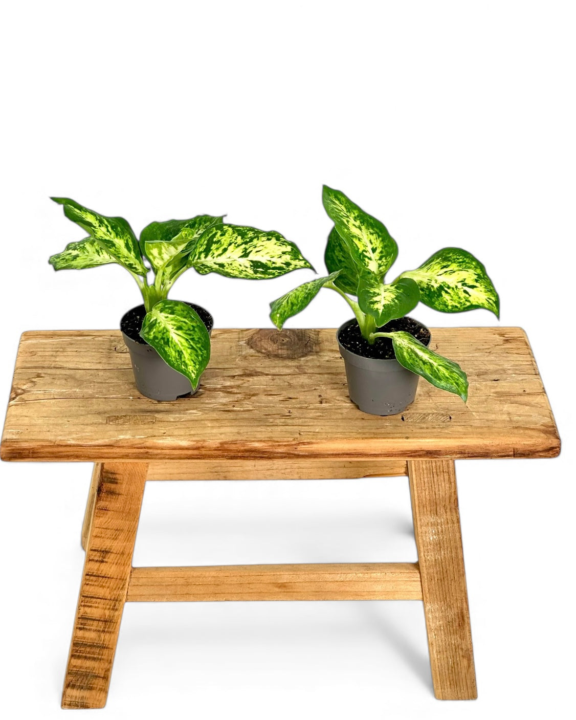 Dieffenbachia Mac Amy - Baby plant