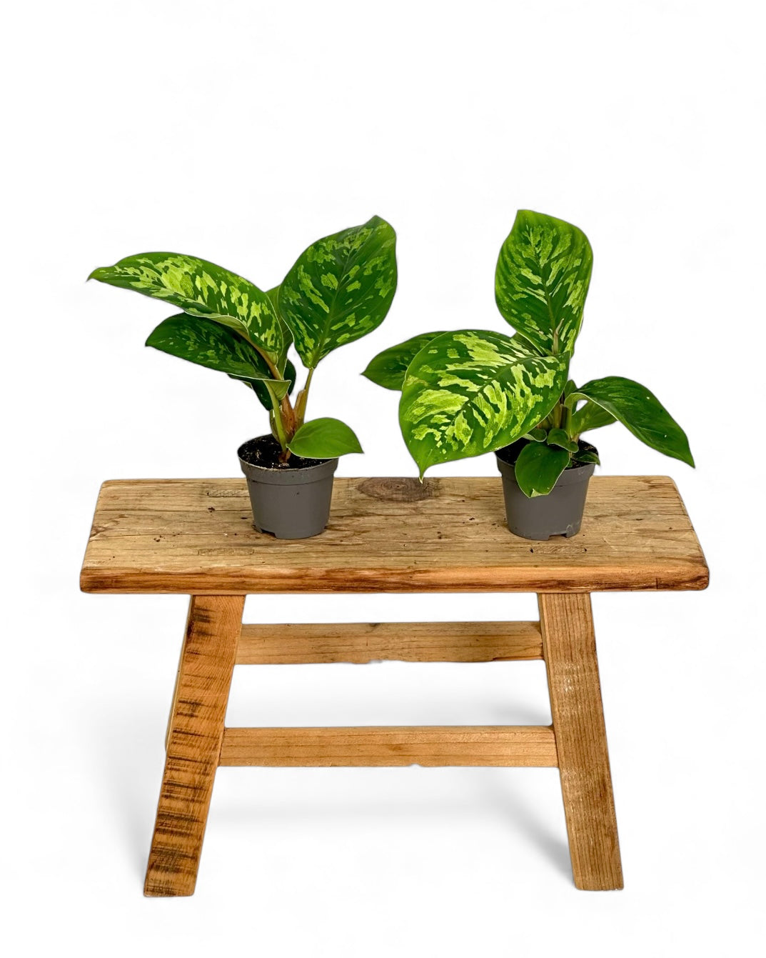 Homalomena Camouflage - Baby plant