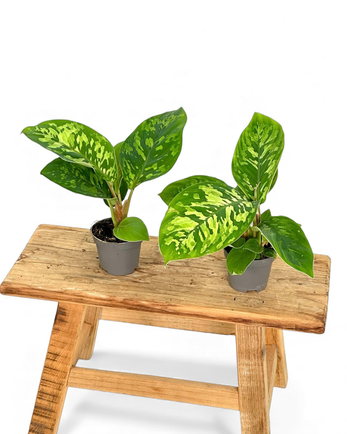 Homalomena Camouflage - Baby plant