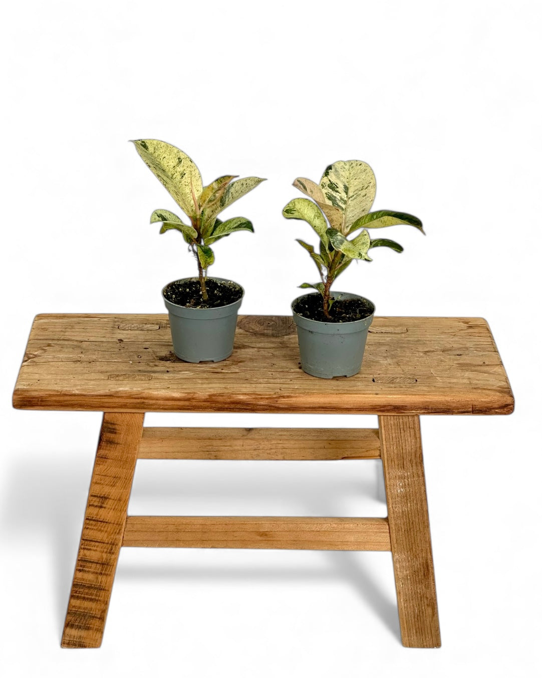 Ficus Shivereana Moonshine - Baby plant