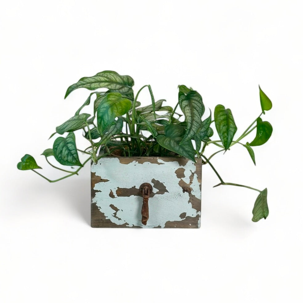 Cache-pot Tiroir bleu clair Ø12.5 cm