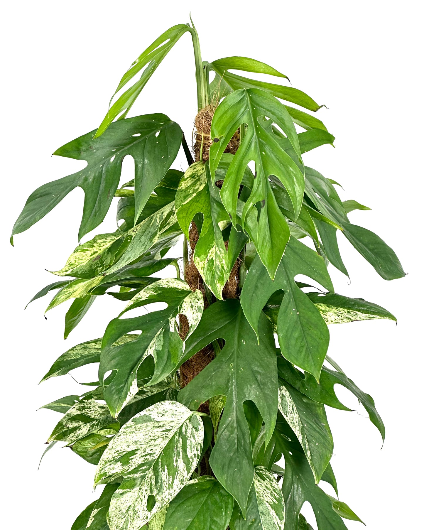 Epipremnum Pinnatum Marble Variegata sur tuteur