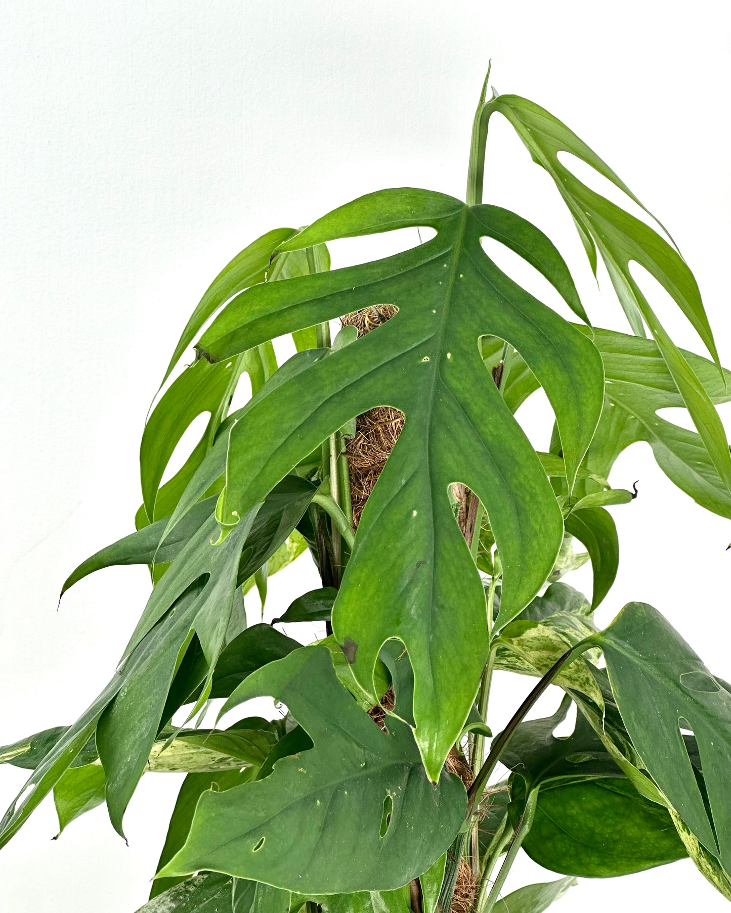 Epipremnum Pinnatum Marble Variegata sur tuteur