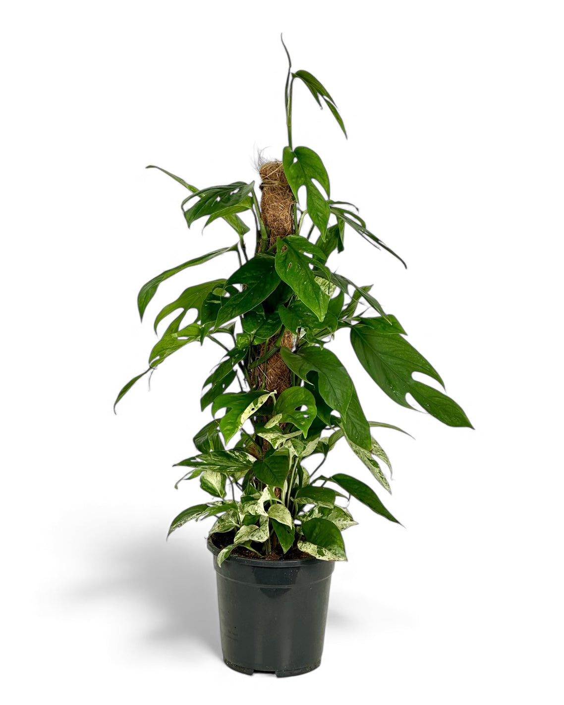 Epipremnum Pinnatum Marble Variegata sur tuteur