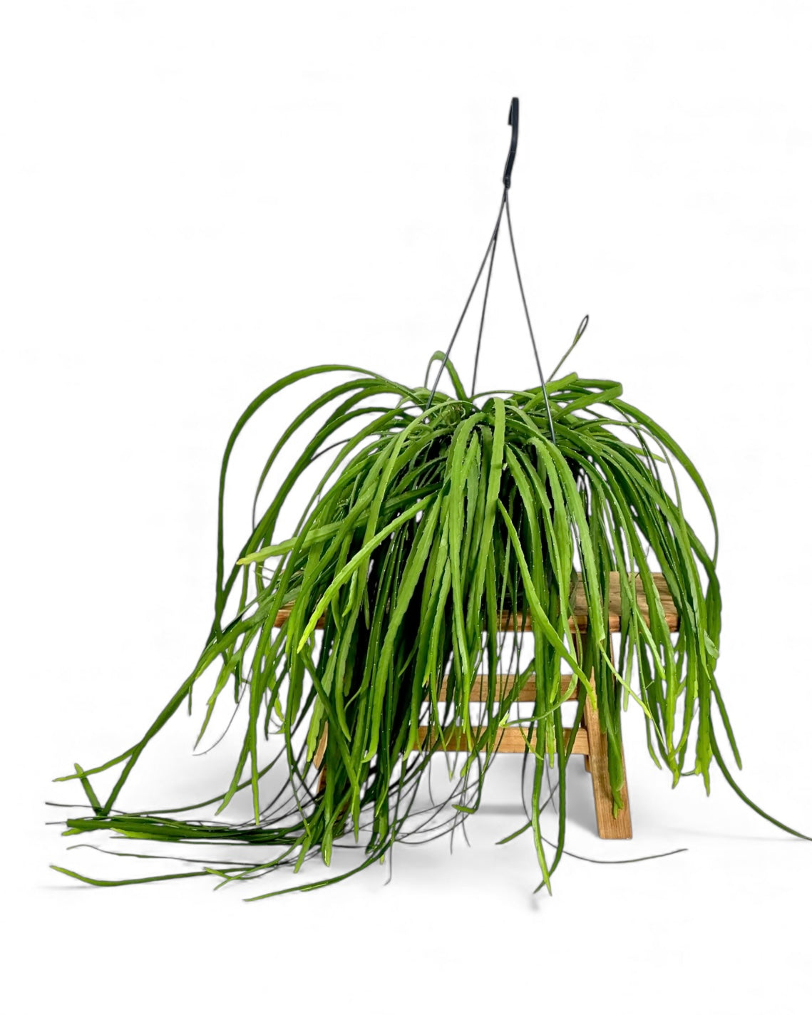 Lepismium Bolivianum - suspension