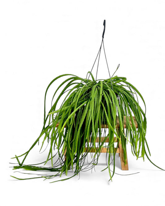 Lepismium Bolivianum - suspension