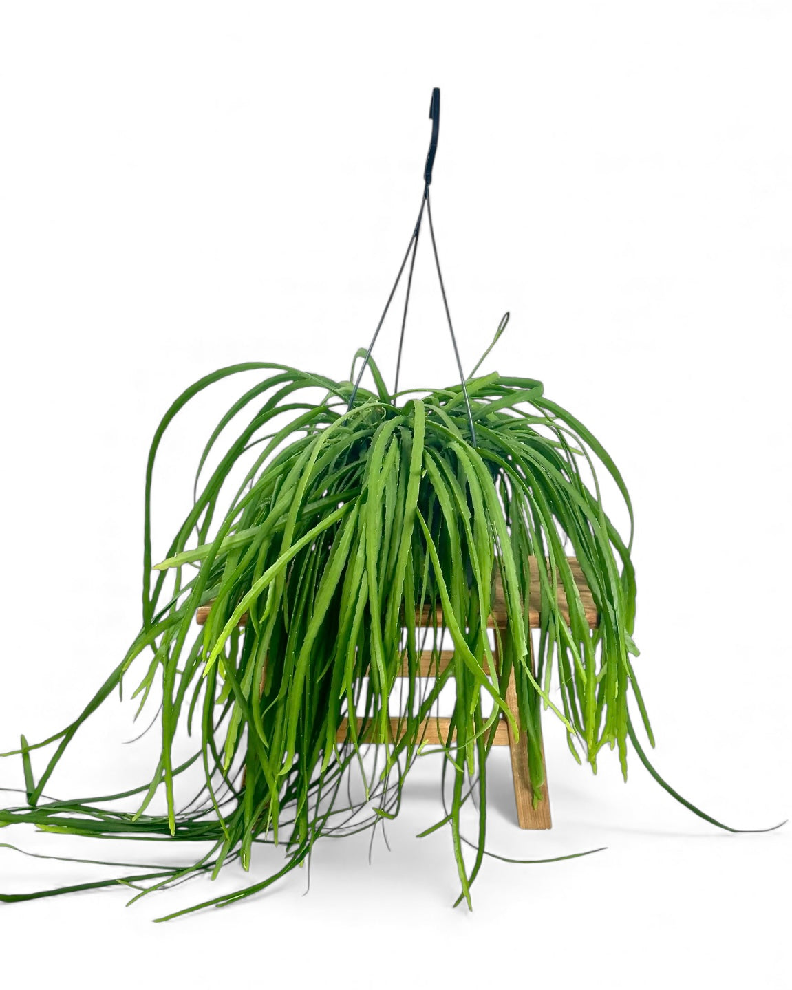 Lepismium Bolivianum - suspension