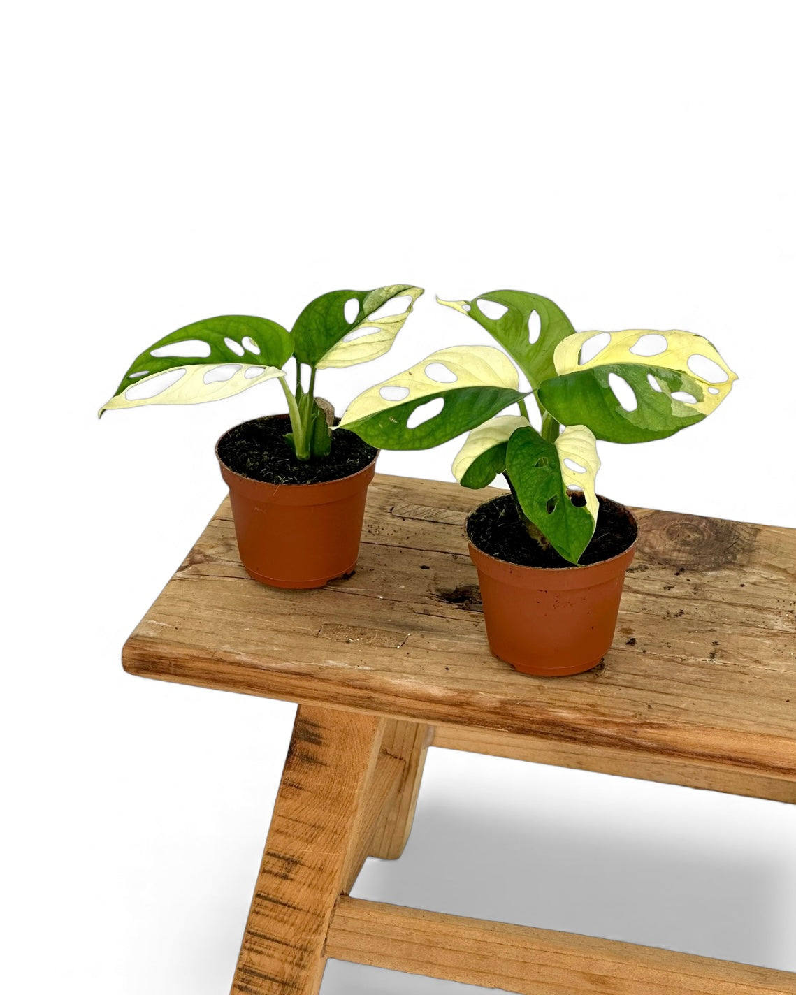 Monstera Adansonii variegata - Baby plant