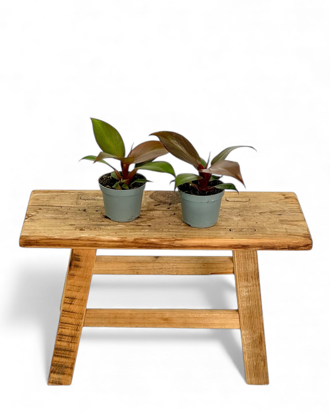 Philodendron Red Sun - Baby plant