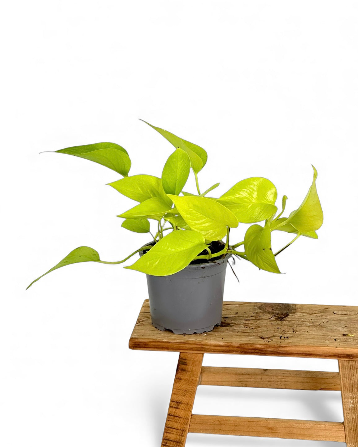 Pothos Neon
