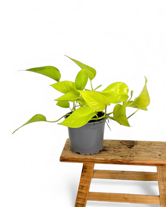 Pothos Neon
