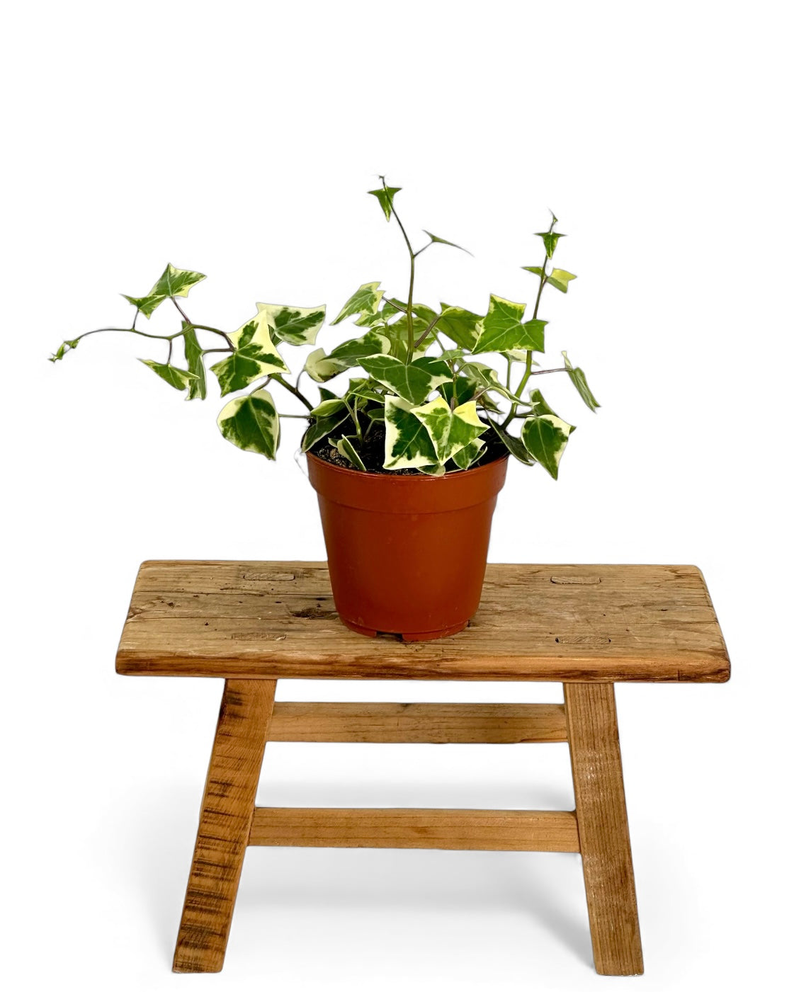 Senecio Macroglossus variegata