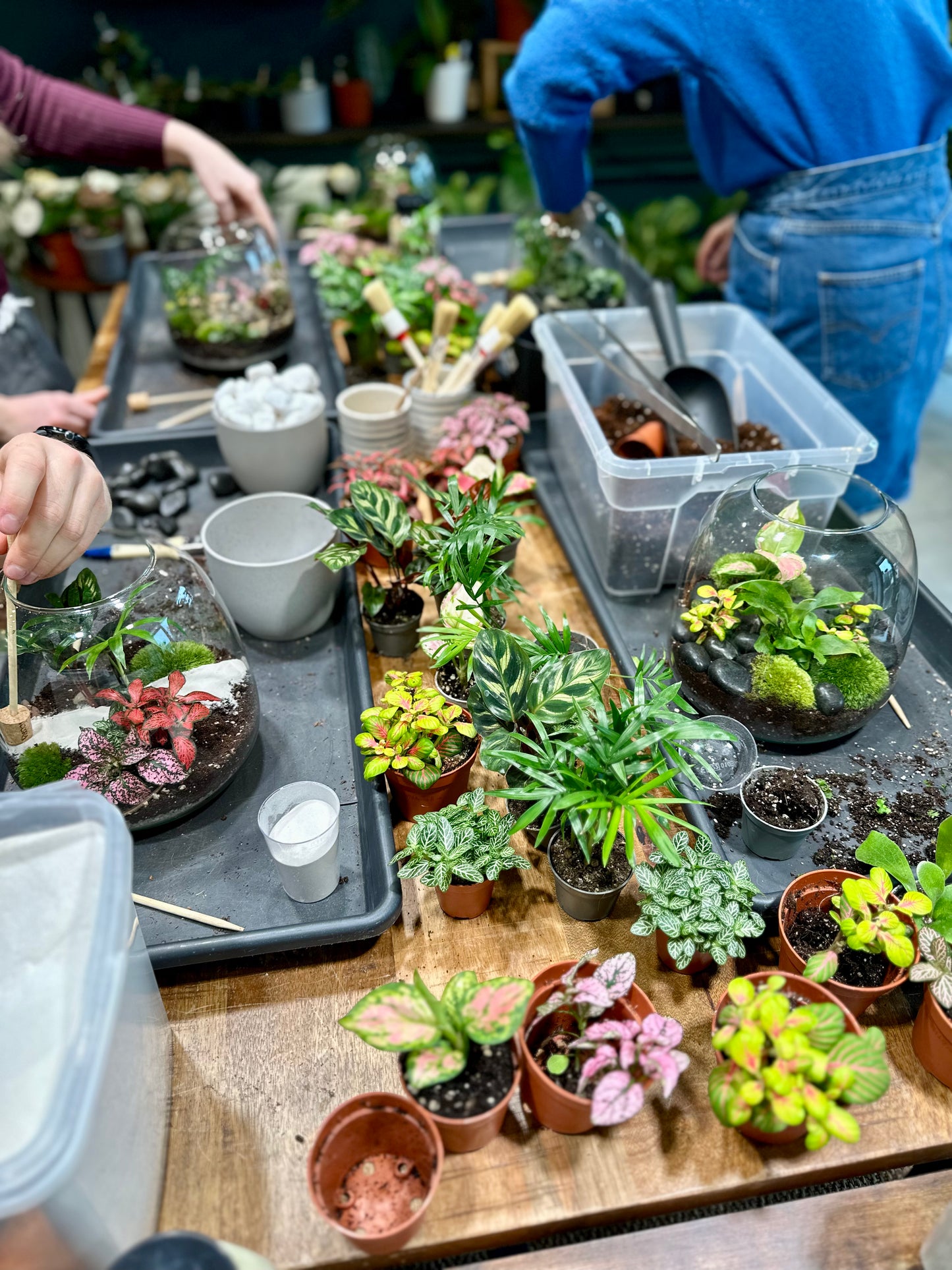 Atelier - Créer son terrarium