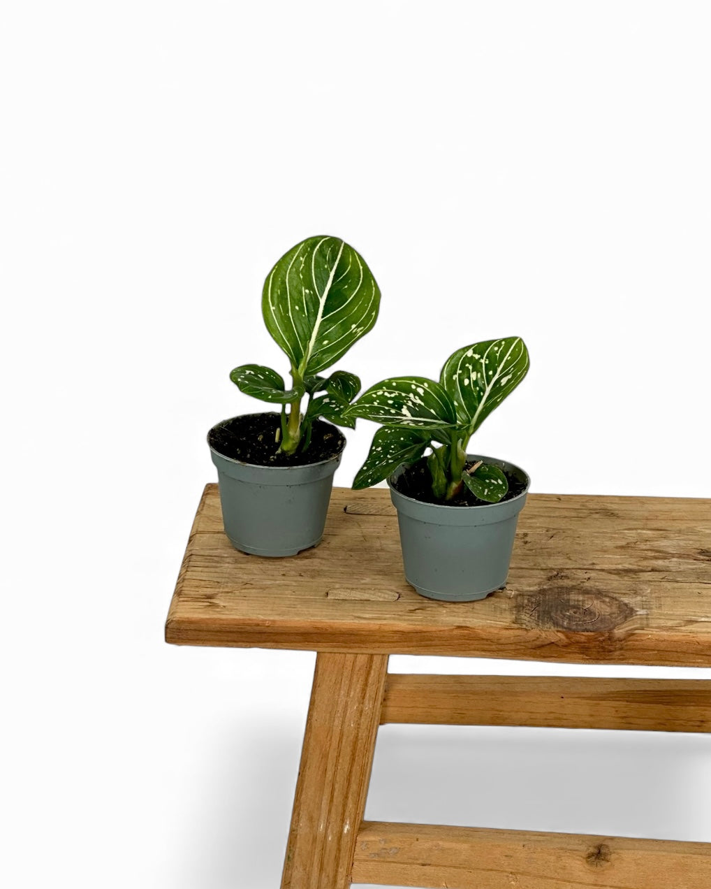 Aglaonema Toms Pride - Baby plant