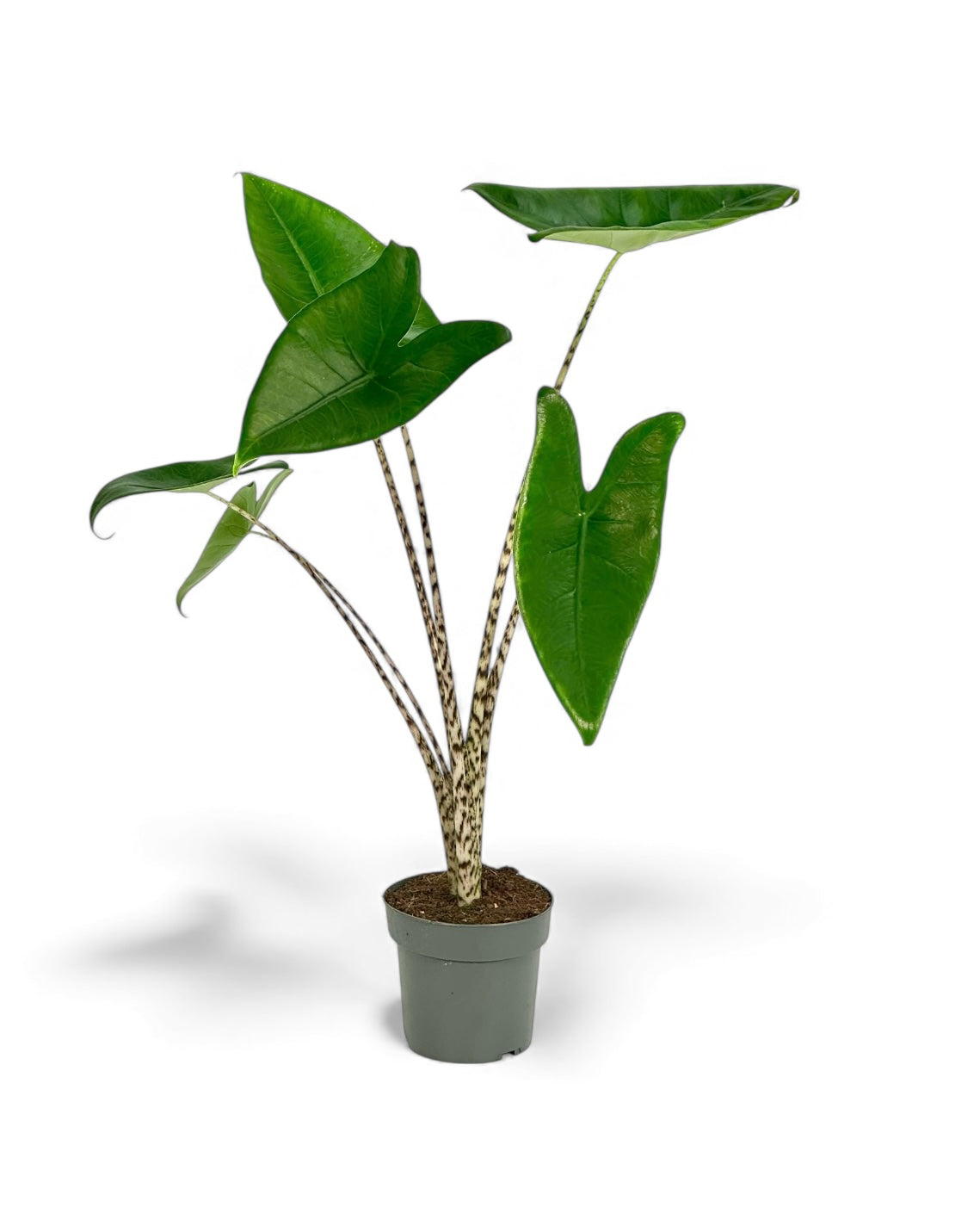 Alocasia Zebrina