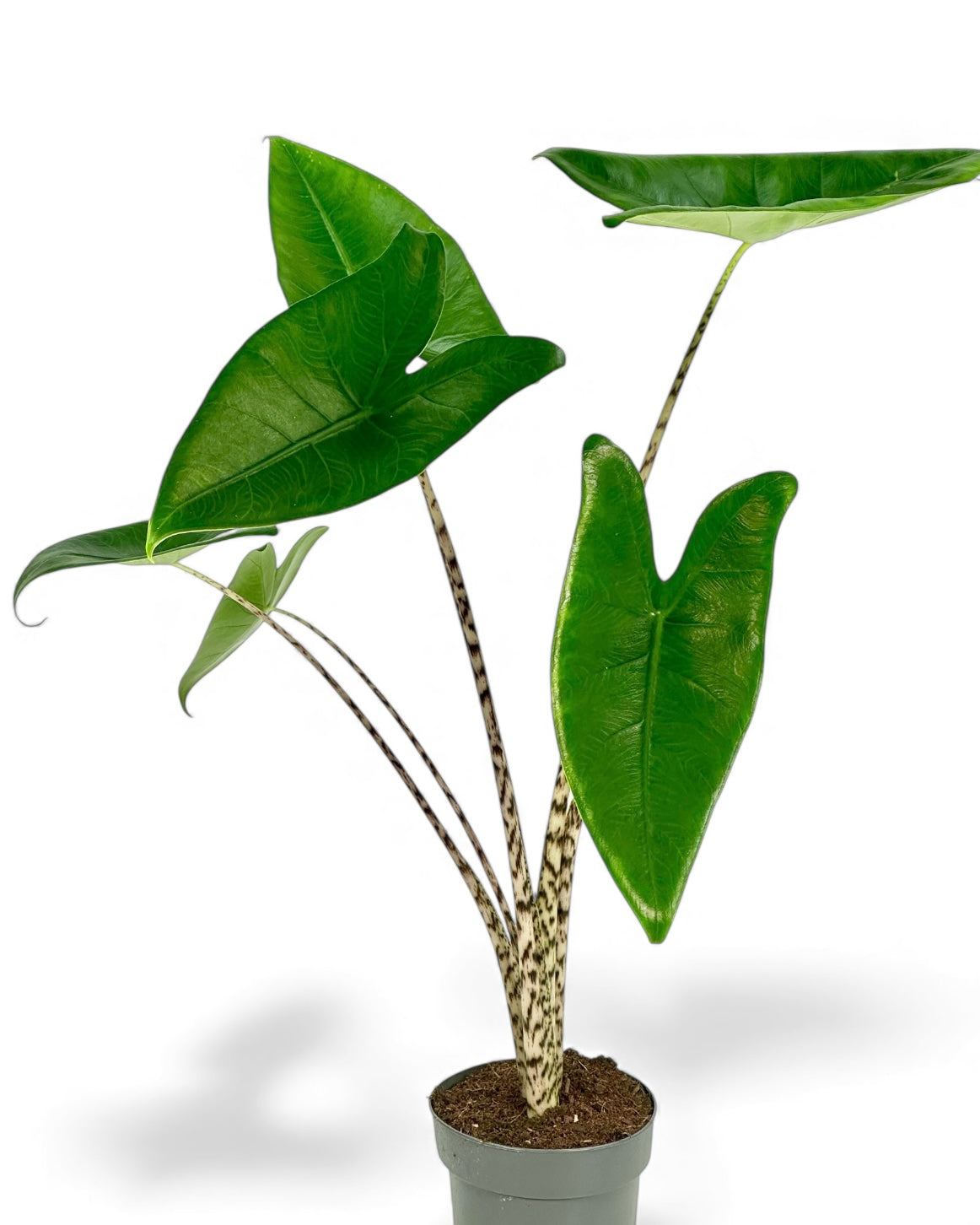 Alocasia Zebrina