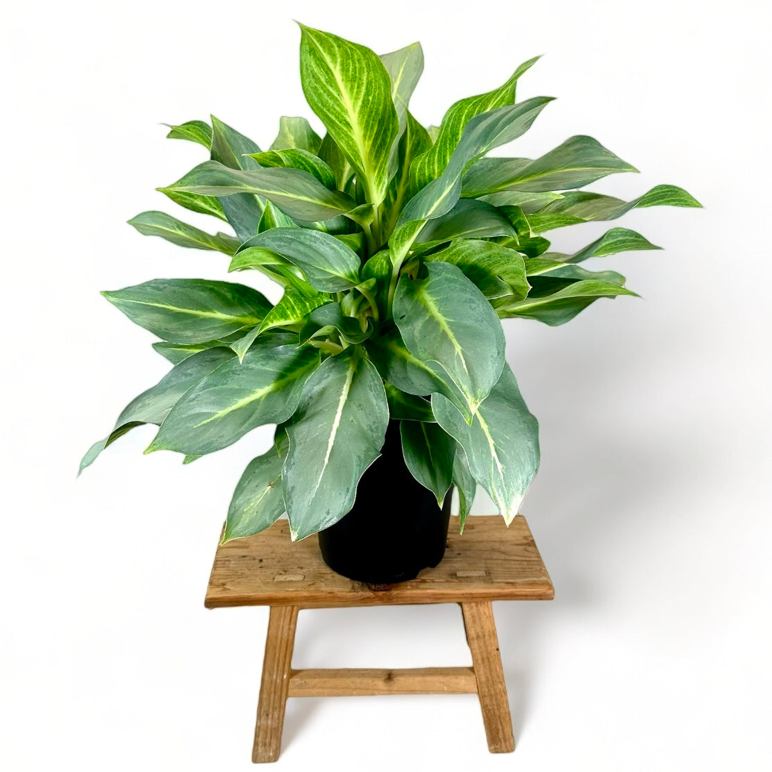 Aglaonema Aqua Green XL