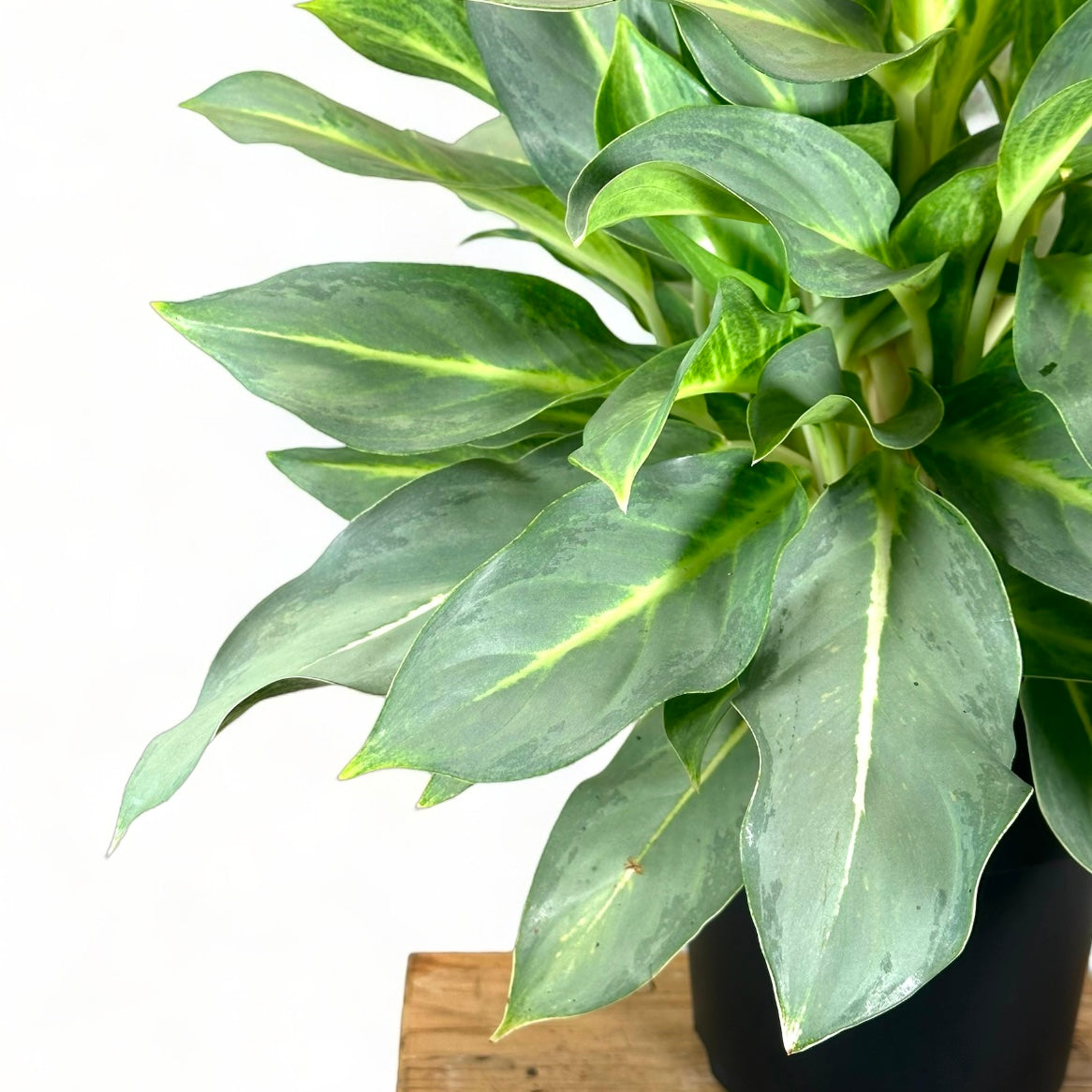 Aglaonema Aqua Green XL