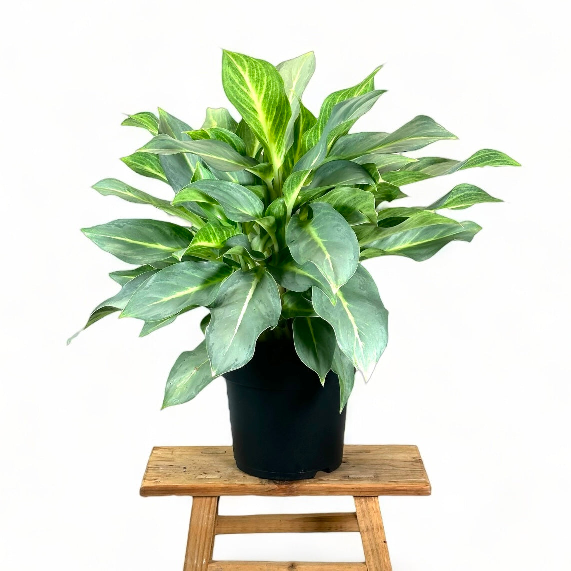 Aglaonema Aqua Green XL