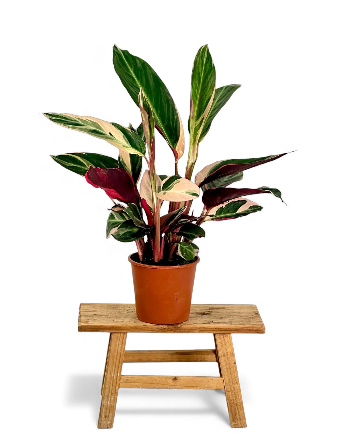 Calathea Triostar