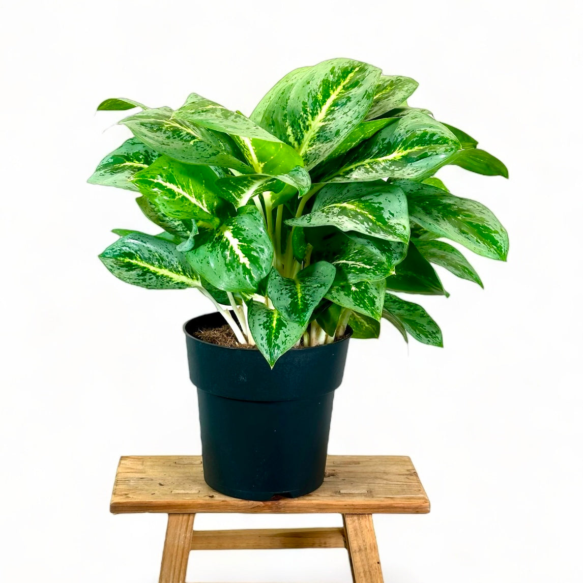 Aglaonema Lemon Mint XL