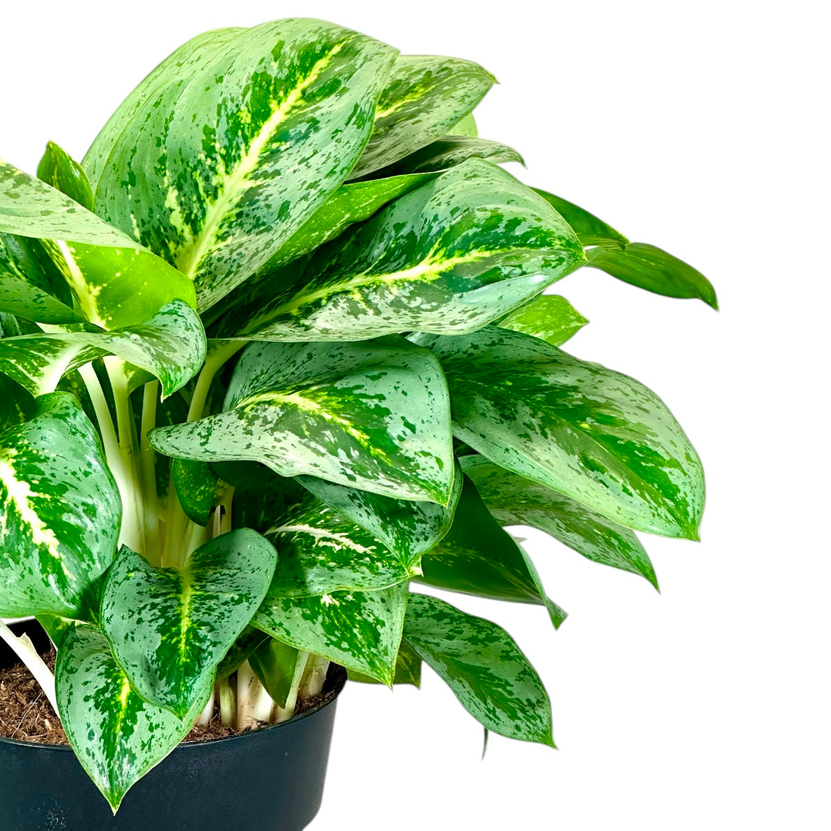 Aglaonema Lemon Mint XL