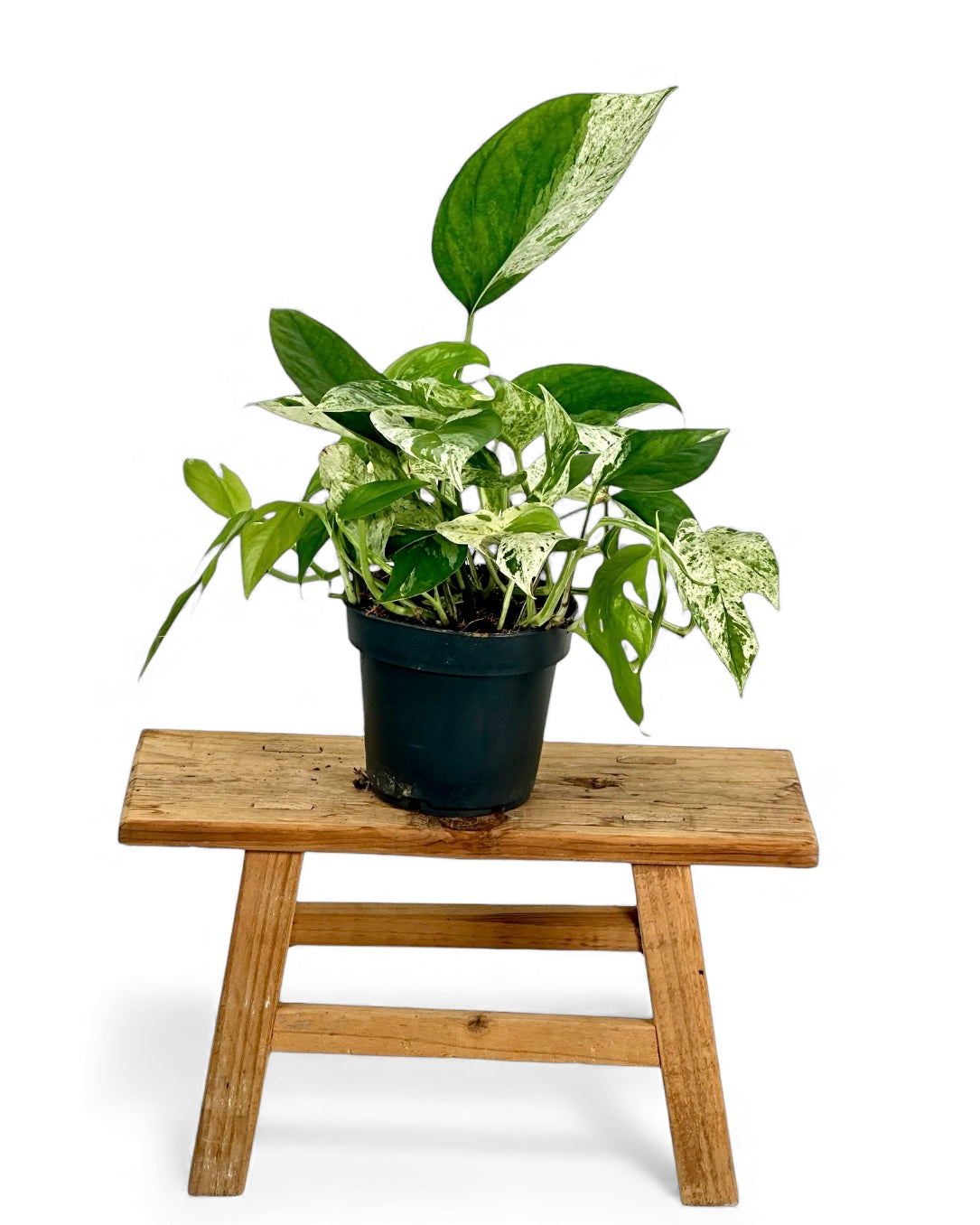 Epipremnum Pinnatum Marble variegata