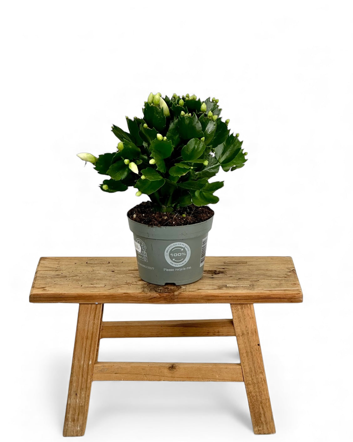 Schlumbergera - Cactus de Noël - Blanc