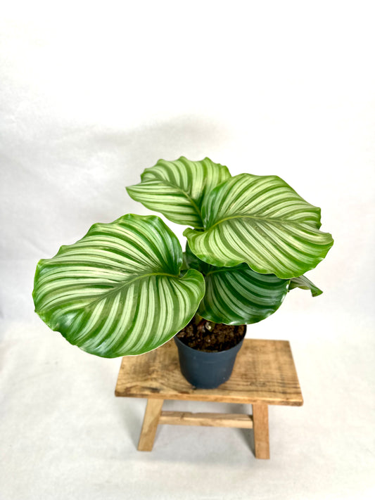 Calathea Orbifolia