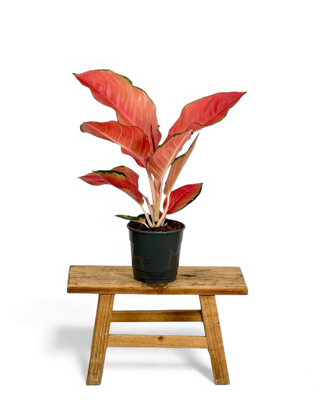 Aglaonema China Red