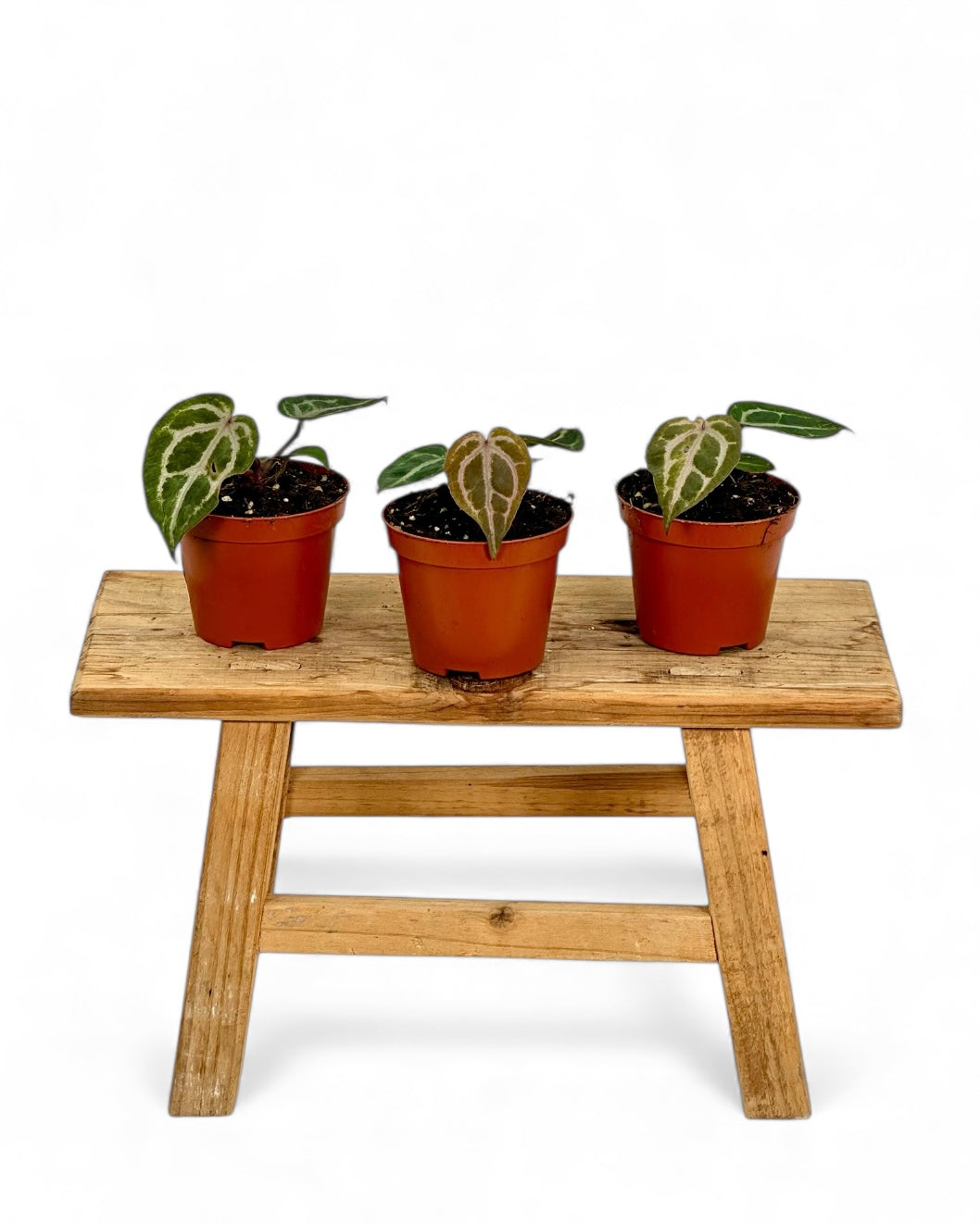 Anthurium Red Crystallinum