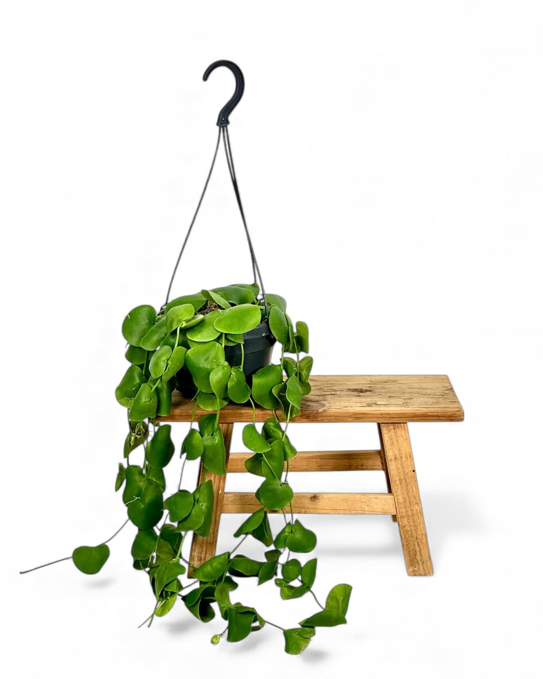 Dischidia Platyphylla - Suspension